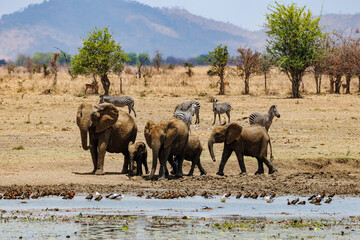 Elephant family drinking at waterhole © Lukasz