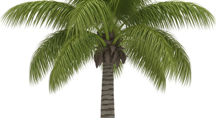 Obraz premium palm tree isolated on white