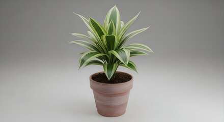 Obraz premium A vibrant dracaena plant with variegated leaves is potted in terracotta