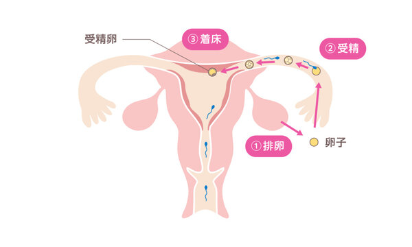 人の受精と着床の過程を示す医療イラスト（日本語）