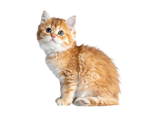 Obraz premium Orange and white shorthair kitten sitting calmly with curious gaze