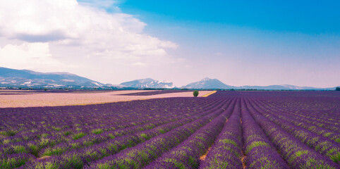 Obraz premium aerial view of lavender field in Provence, France