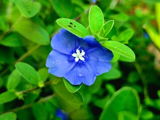 Macro of Blue Daze Flower with Fresh Water Droplets