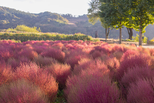 Bassia scoparia or Kochia colorful in autumn