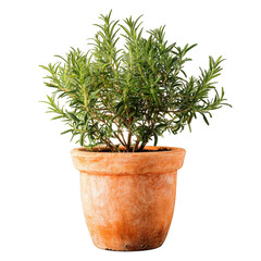 Obraz premium Small potted green plant in terracotta pot isolated on transparent background