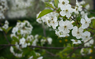 Obraz premium White cherry blossom on a cloudy day