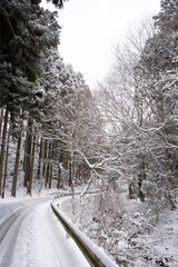 雪の降り積もる幻想的な森