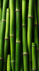 Obraz premium Bamboo forest growth natural habitat plant photography lush environment close-up view serenity and sustainability