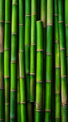 Fototapeta premium Vibrant bamboo forest texture natural environment close-up view greenery concept in tranquil setting