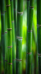 Obraz premium Bamboo growth patterns tropical forest photographic art lush environment close-up view nature's resilience