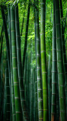 Obraz premium Bamboo forest exploration nature photography lush green environment vertical view tranquility and growth