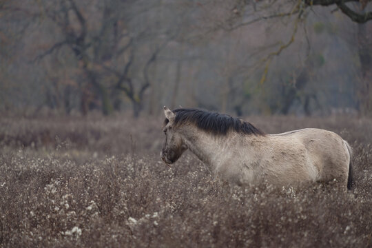 Ein Wildpferd steht allein auf einer trockenen Wiese unter einem nebligen, bedeckten Himmel. Das Tier ist im Profil dargestellt und von braunen Gr&auml;sern sowie sanften, ged&auml;mpften Farbt&ouml;nen umgeben