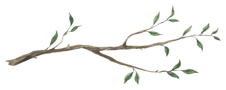 Watercolor tree branch with leaves isolated. Hand drawn illustration