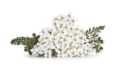 Front view of Yarrow aka achillea millefolium, laying flat on surface showing its white flowers and green stem. Isolated on a white background. © Nynke