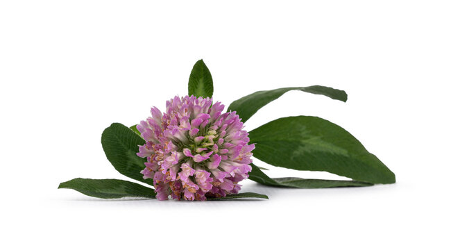 Front view of Red clover flower trifolium pratense blooming with green leaves and stem, laying flat on surface. Isolated on white background.