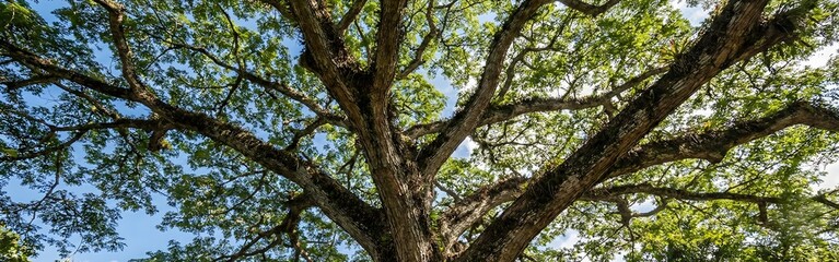 Fototapeta premium Giant Tree Canopy and Branches Against Blue Sky