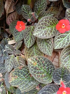 cThis image features a top-down view of a lush Episcia cupreata, commonly known as the Flame Violet. The plant is characterized by its striking, textured foliage with dark bronze or brownish-green lea