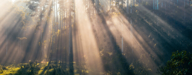 Foggy Morning with sun rays on Eucalyptus trees Black and White © Wolf Wagner