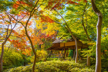 東京都文京区 秋の六義園、つつじ茶屋
