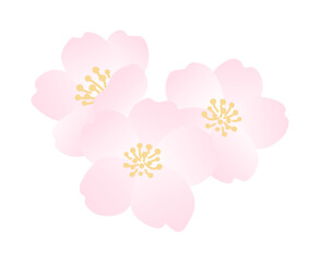 満開の桜の花のイラスト