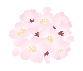 桜の花、蕾、花びらのベクターイラスト素材