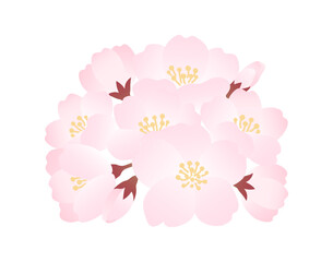 春の桜のイラスト素材