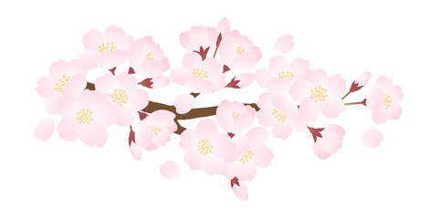 枝に咲く満開の桜のベクターイラスト