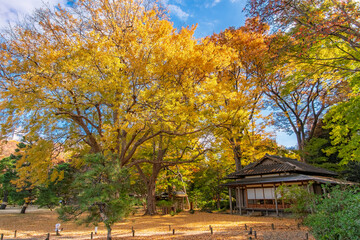 東京都文京区 秋晴れの六義園 黄金色に輝く大イチョウと心泉亭