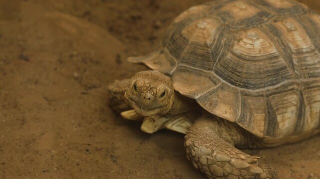 The African spurred tortoise (Centrochelys sulcata) resting