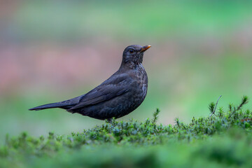 Fototapeta premium Blackbird (Turdus merula) in an forest. Noord Brabant in the Netherlands. 