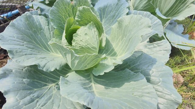 cabbage growing in the garden