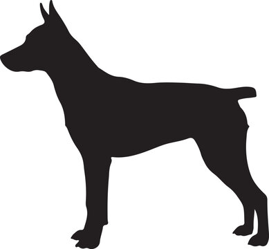 Feist dog
 in silhouette.