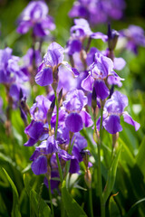 Iris sibirica (Siberian iris) - blooming purple iris flowers in garden