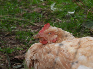 natural white chicken macro photo © Recep
