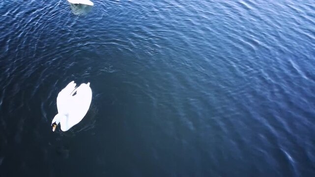 A pair of swans swim on the lake in the evening. Two white swans glide across water at dusk. Two white swans swimming peacefully on a calm lake at sunset