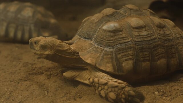 The African spurred tortoise (Centrochelys sulcata) resting