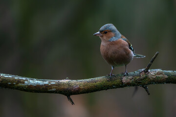 Fototapeta premium Common Chaffinch (Fringilla coelebs) on a branch in the forest of Noord Brabant in the Netherlands. 