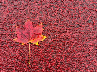 red maple leaf. stop sign. autumn. warning