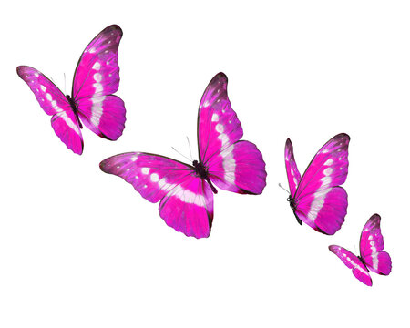 set of colorful butterflies isolated
