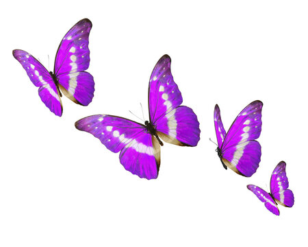 set of colorful butterflies isolated