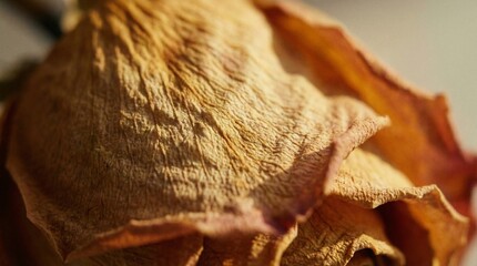 Fototapeta premium Macro shot of a single dried rose flower showing intricate textures and warm brown tones