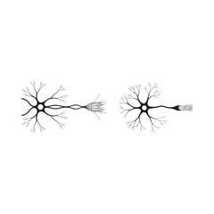 Illustration of two distinct neuron structures with branching dendrites and axons