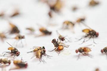 Numerous Dead Flies on a Sticky Trap with Reddish Residue