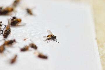 Numerous Dead Flies on a Sticky Trap with Reddish Residue