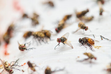 Numerous Dead Flies on a Sticky Trap with Reddish Residue