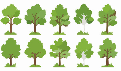Forest tree set vector illustration with deciduous and coniferous foliage in green botanical design © Rasel