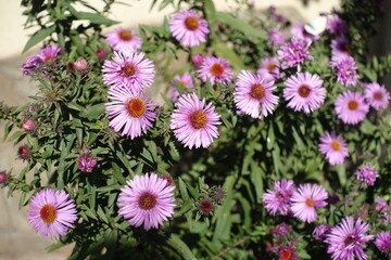 Obraz premium Pinkish purple flowers of New England asters in October