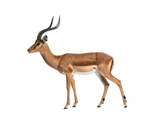 Obraz premium Antelope with long curved horns standing alert