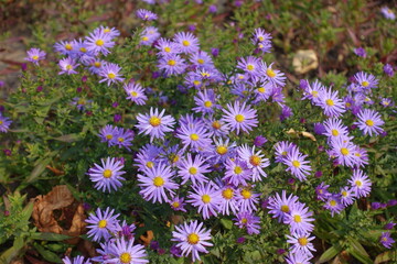 Michaelmas daisies with violet flowers in mid October © Anna