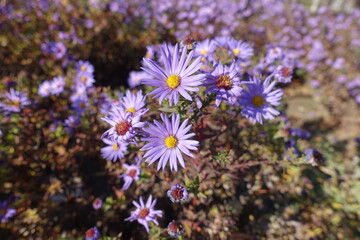 Panicle of violet flowers of Michaelmas daisies in mid November © Anna